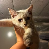 PLUME, chatte à adopter