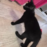 ASTRO, chat à adopter