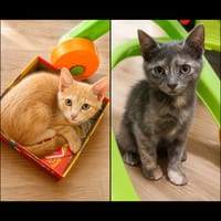 LOUKI et MIQUETTE, chat à adopter
