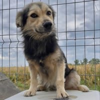 THEO, chien à adopter