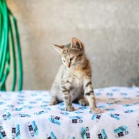 LIA, chatte à adopter
