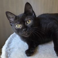GOYAVE, chatte à adopter