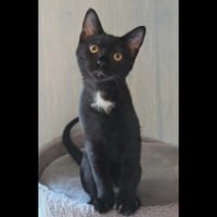 PHYSALIS, chatte à adopter