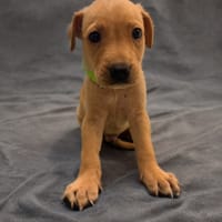 RIPLEY, chien à adopter