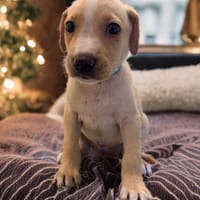 KYROS, chien à adopter
