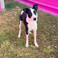 🐾 PANDA, mâle BERGER CREOLE, jeune loulou plein de vie 🐾, chien à adopter