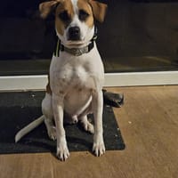 ELLIOT, mâle BERGER CREOLE, né le 25/06/2023 🌜, chien à adopter