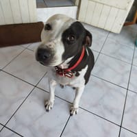 METISSE, femelle BERGER CREOLE née le 01/07/2020 🌈, chienne à adopter