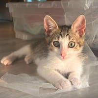 NAPOLEON, chat à adopter