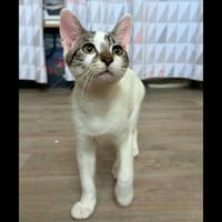 BAMBOU, chat à adopter