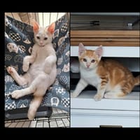 PUNCKY et ROCKY, chat à adopter