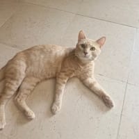 Uji, chat à adopter