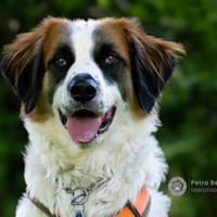 Orange sucht neues Zuhause, Hund zur Adoption