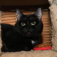 Jonjoe, Kater zur Adoption