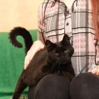 Adrik, Kater zur Adoption