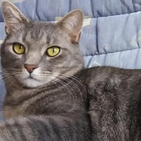 Verspielter Rubino sucht sein Zuhause, Kater zur Adoption