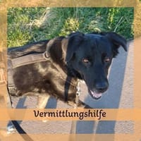 Einzelprinzessin MIRA sucht ihr Home, Hündin zur Adoption