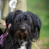 Briela, Hündin zur Adoption