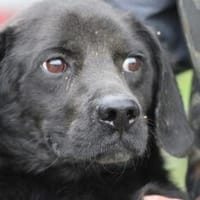 Basti - kinderlieber Familienhund, Hund zur Adoption