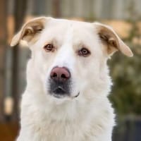 Brick möchte endlich ankommen, Hund zur Adoption