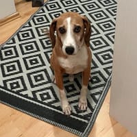 Linus sucht sein Glück, Hund zur Adoption