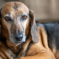 Senior Girolamo wünscht sich ruhiges Zuhause, Hund zur Adoption