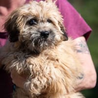 Pumukli, Hund zur Adoption