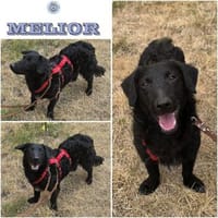 MELIOR ° Hundemann mit Lakritzoptik, Hund zur Adoption
