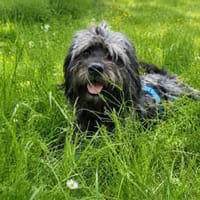 Pinio sucht konsequente Menschen, Hund zur Adoption