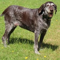 Gera liebt Menschen, Hunde und Katzen, Hündin zur Adoption