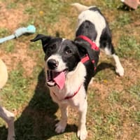 Daniela, Hündin zur Adoption