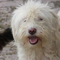 Lirie - goldige Wuschelhündin, Hündin zur Adoption
