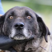 Santi - sehr verschmust u. lieb, Hund zur Adoption