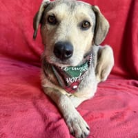 Nino (Nectarine) -Sanfter Schatz, Hund zur Adoption