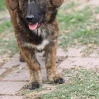 Minko - goldiger Dackelbub, Hund zur Adoption