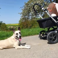 RAMI, klug und lieb sucht neues zu Hause, Hündin zur Adoption