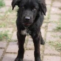 Negra - liebenswertes Hundemädchen, Hündin zur Adoption