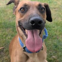 Maddox sucht erfahrende Hundemenschen, Hund zur Adoption
