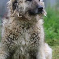 Torello - kinderlieber Jungrüde, Hund zur Adoption