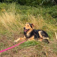 Buzz sucht ein geduldiges Zuhause, Hund zur Adoption
