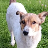 LENI SUCHT IHR FÜR-IMMER-ZUHAUSE! 💖, Hündin zur Adoption