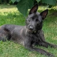 Schnauzermixmädchen Maya sucht eine nette Familie, Hündin zur Adoption