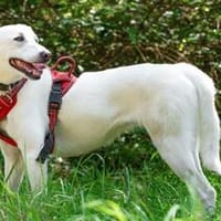 Blanca - der liebenswerte Zweithund, Hündin zur Adoption