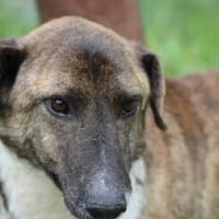 Pinio - sehr angenehm u. zutraulich, Hund zur Adoption