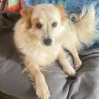 CHERRY ruhige, verspielte Sheltiemixhündin, Hündin zur Adoption