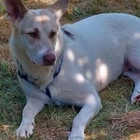 Lady ❤❤, Hündin zur Adoption