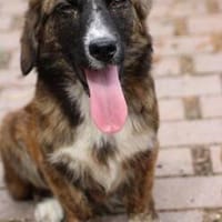 Denia - süsse, kleine Junghündin, Hündin zur Adoption