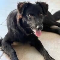 Robbie auf der Suche nach seinem Platz im Leben, Hund zur Adoption