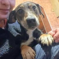 Poldi - Charmeur mit großen Dackelaugen, Hund zur Adoption