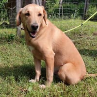 Wer nimmt sich Zeit Charlie kennenzulernen?, Hund zur Adoption